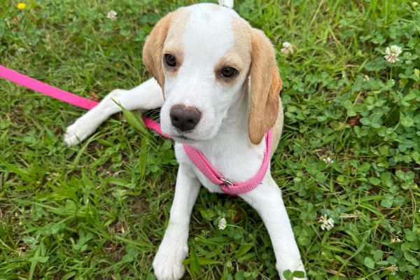 Cucciola di beagle con pedigree cuccioladibeagleconpedigree1.jpeg