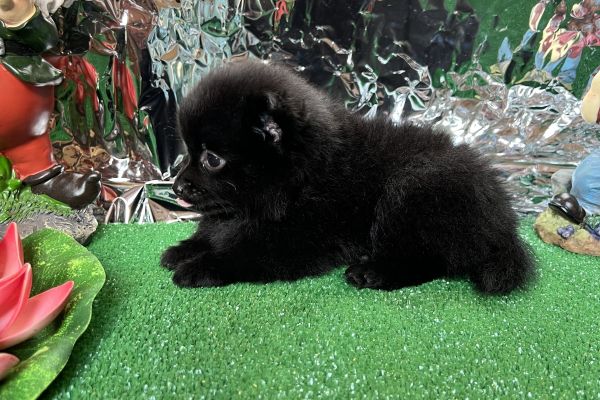 Spitz di pomerania nera 80 giorni dimensione toy spitzdipomeranianera80giornidi.jpeg