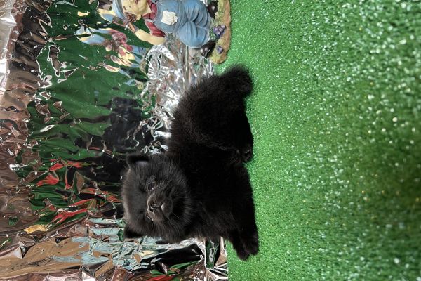 Spitz di pomerania nera 80 giorni dimensione toy spitzdipomeranianera80giornidi1.jpeg