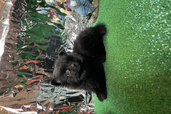 Spitz di pomerania nera 80 giorni dimensione toy spitzdipomeranianera80giornidi123.jpeg