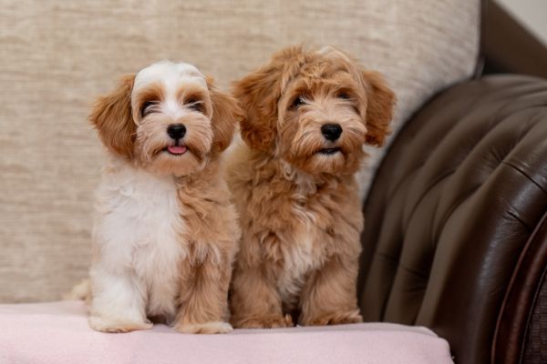 Havanese Bichon cuccioli havanesebichoncuccioli12.jpg