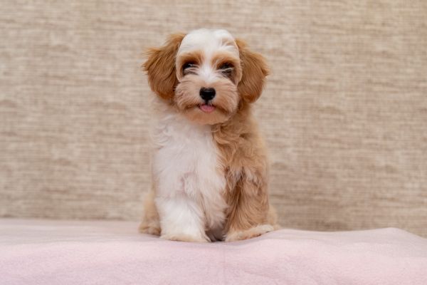 Havanese Bichon cuccioli havanesebichoncuccioli123.jpg