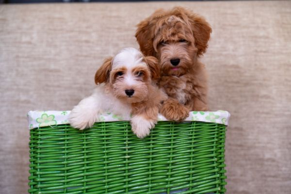 Havanese Bichon cuccioli havanesebichoncuccioli1234.jpg