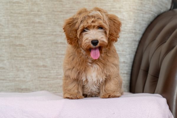 Havanese Bichon cuccioli havanesebichoncuccioli1234567.jpg