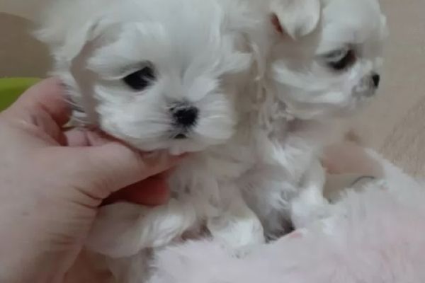Maltese cuccioli toy maltesecucciolitoy.jpg