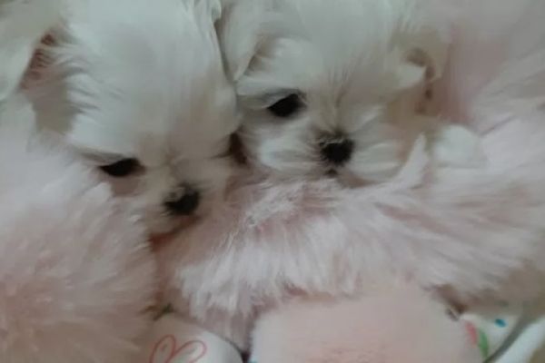 Maltese cuccioli toy maltesecucciolitoy1.jpg