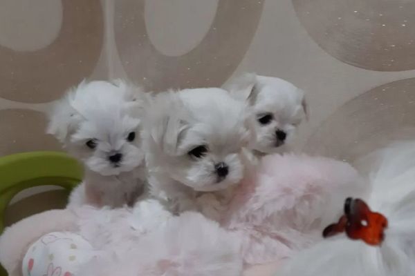 Maltese cuccioli toy maltesecucciolitoy123.jpg