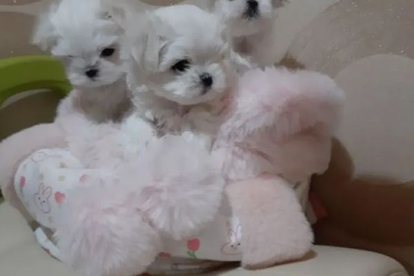Maltese cuccioli toy maltesecucciolitoy1234.jpg