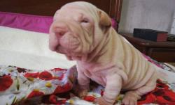 Shar-pei cuccioli Sharpeicuccioli.jpg