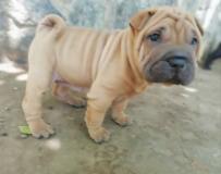 Shar-pei cuccioli Sharpeicuccioli1.jpg