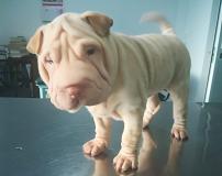 Shar-pei cuccioli Sharpeicuccioli12.jpg
