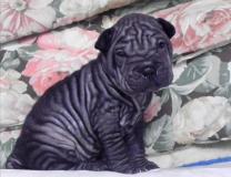 Shar-pei cuccioli Sharpeicuccioli123.jpg