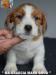 Cuccioli Jack Russell Terrier Selezionati-Figli Diretti di P 396451b.jpg