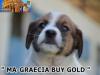 Cuccioli Jack Russell Terrier Selezionati-Figli Diretti di P 396451f.jpg