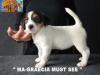 Cuccioli Jack Russell Terrier Selezionati-Figli Diretti di P 396451g.jpg