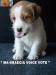Cuccioli Jack Russell Terrier Selezionati-Figli Diretti di P 396451i.jpg