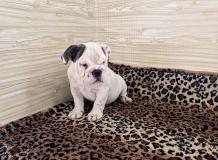 bulldog inglesi bulldoginglesi1.jpg