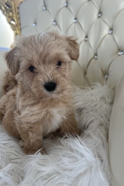 Maltipoo toy maltipootoy1.jpeg