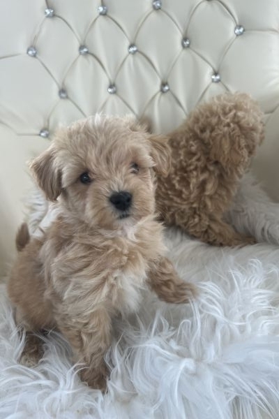 Maltipoo toy maltipootoy1234.jpeg