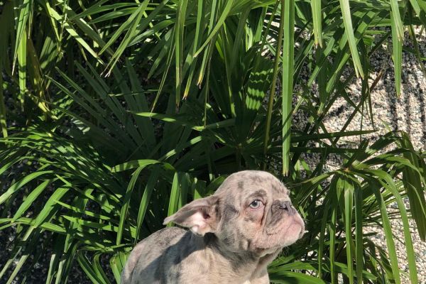 bouledogue francese bouledoguefrancese.jpg
