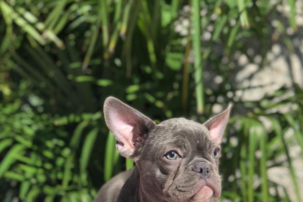 bouledogue francese bouledoguefrancese1.jpg