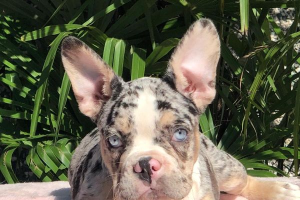 bouledogue francese bouledoguefrancese12.jpg