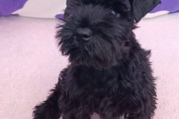 Schnauzer nano cuccioli schnauzernanocuccioli1.jpg