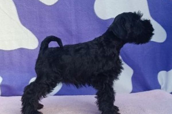 Schnauzer nano cuccioli schnauzernanocuccioli12.jpg