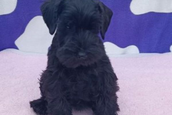 Schnauzer nano cuccioli schnauzernanocuccioli123.jpg