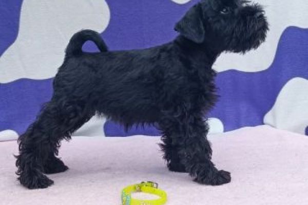 Schnauzer nano cuccioli schnauzernanocuccioli1234.jpg