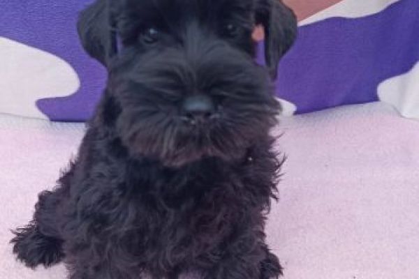 Schnauzer nano cuccioli schnauzernanocuccioli12345.jpg