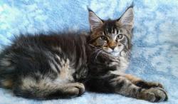 Maine Coon cuccioli con pedigree MaineCooncuccioliconpedigree.jpg