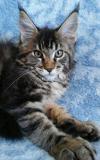 Maine Coon cuccioli con pedigree MaineCooncuccioliconpedigree1.jpg