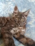 Maine Coon cuccioli con pedigree MaineCooncuccioliconpedigree123.jpg