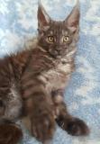 Maine Coon cuccioli con pedigree MaineCooncuccioliconpedigree1234.jpg