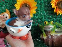 Chihuahua femmina tea Cup Lillac e White ChihuahuafemminateaCupLillaceWhite.jpg