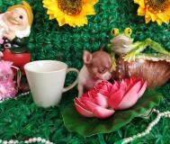 Chihuahua femmina tea Cup Lillac e White ChihuahuafemminateaCupLillaceWhite123.jpg