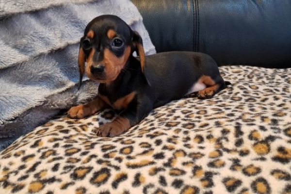 Cuccioli splendidi Bassotto Nano cucciolisplendidibassottonano1.jpg