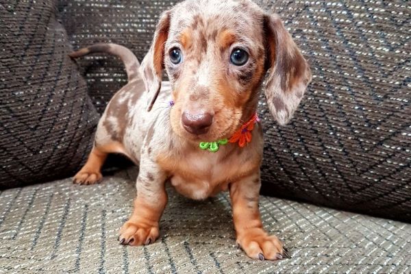 Cuccioli splendidi Bassotto Nano cucciolisplendidibassottonano12.jpg