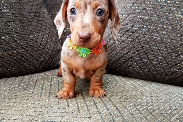 Cuccioli splendidi Bassotto Nano cucciolisplendidibassottonano123.jpg