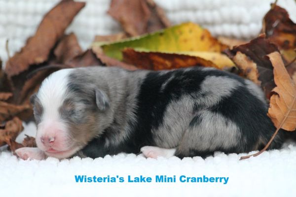 Miniature American Shepherd miniatureamericanshepherd1.jpeg