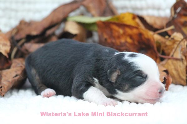 Miniature American Shepherd miniatureamericanshepherd1234.jpeg