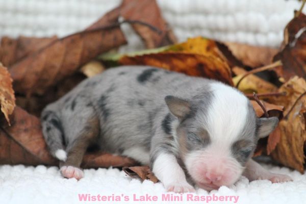 Miniature American Shepherd miniatureamericanshepherd12345.jpeg