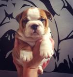 Bulldog inglese Bulldoginglese1.jpg