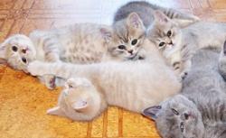 british shorthair britishshorthair-594ce8258fdc5.jpg