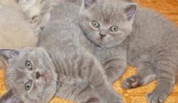 british shorthair britishshorthair-594ce825b3969.jpg