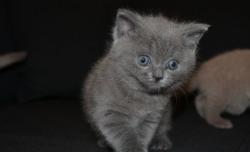 british shorthair lilac- whiskas- blue britishshorthairlilacwhiskasblue12.jpg