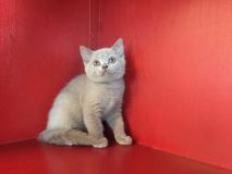 british shorthair lilac- whiskas- blue britishshorthairlilacwhiskasblue123.jpg