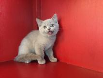 british shorthair lilac- whiskas- blue britishshorthairlilacwhiskasblue123456.jpg