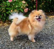 Spitz tedesco nano pomerania femmina pedigree Spitztedesconanopomeraniafemminapedigree-5b59df8be5605.jpg